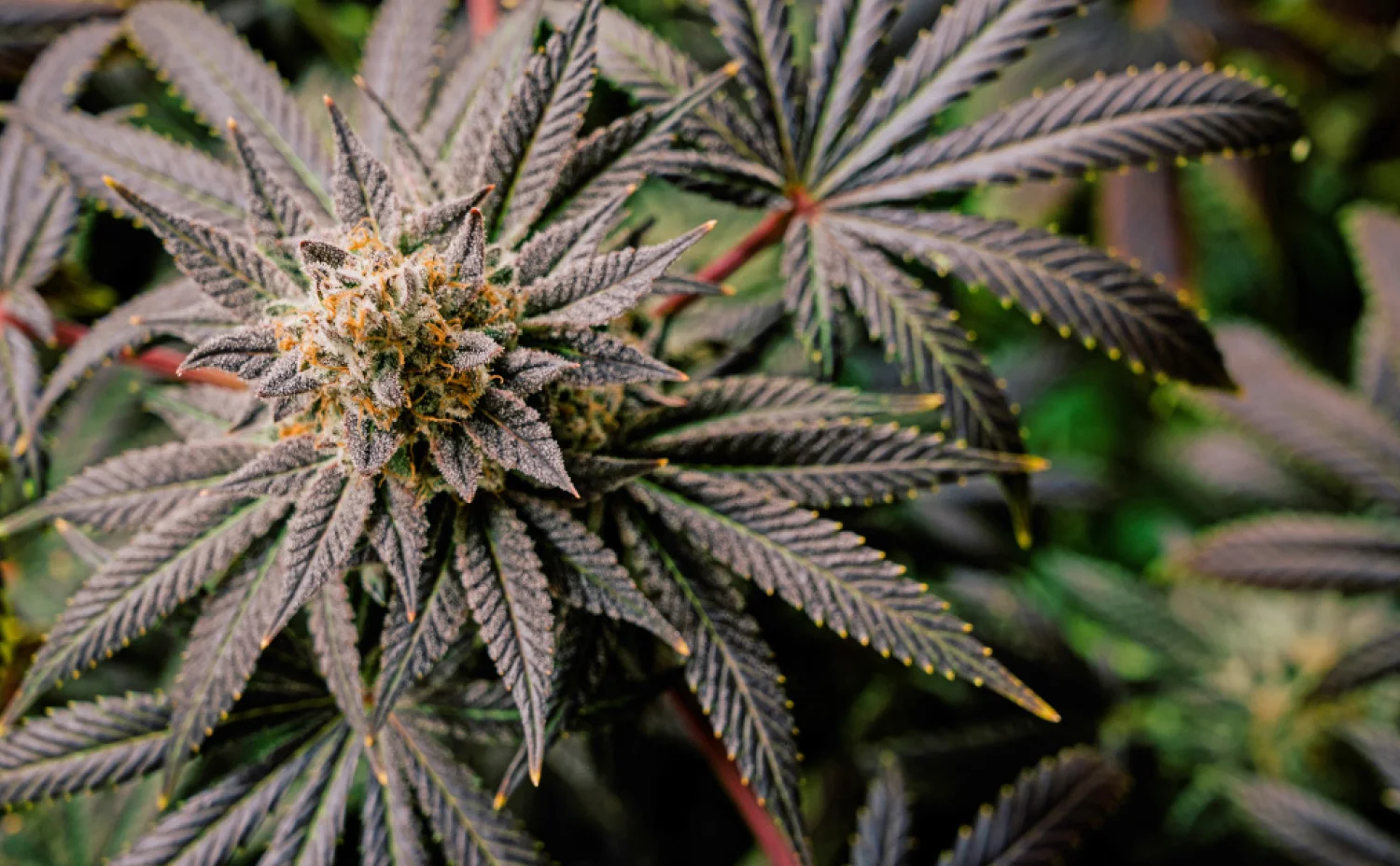 Partners Case Studies Cannabis